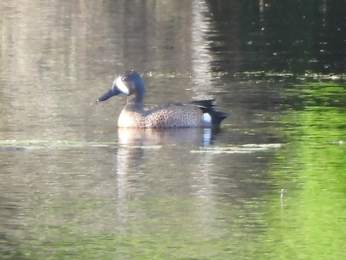 Blue-winged Teal - ML636194918