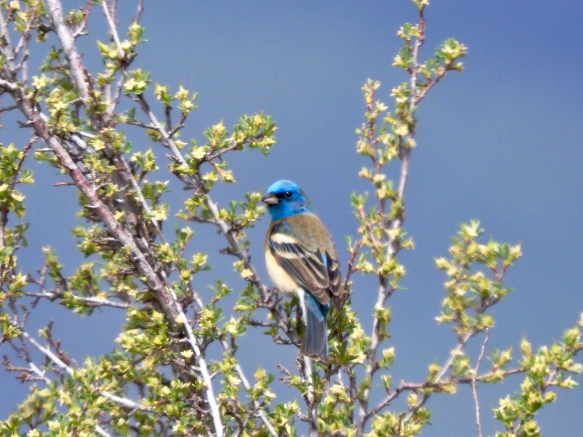 Lazuli Bunting - ML636194931