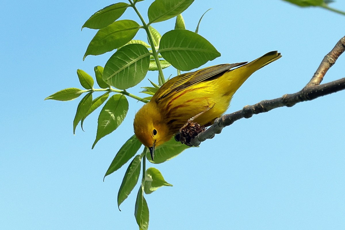 Goldwaldsänger - ML636194955