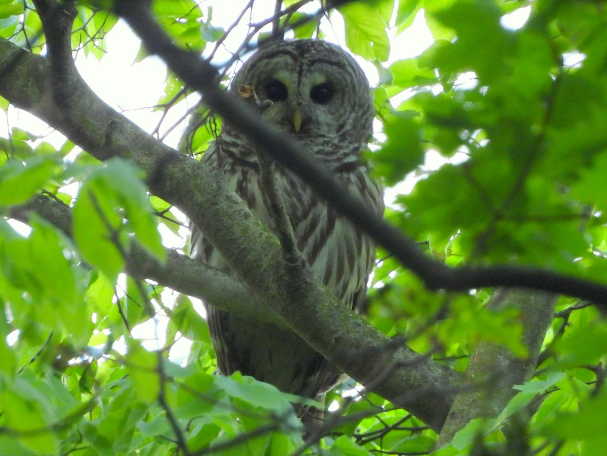 Barred Owl - ML636194979