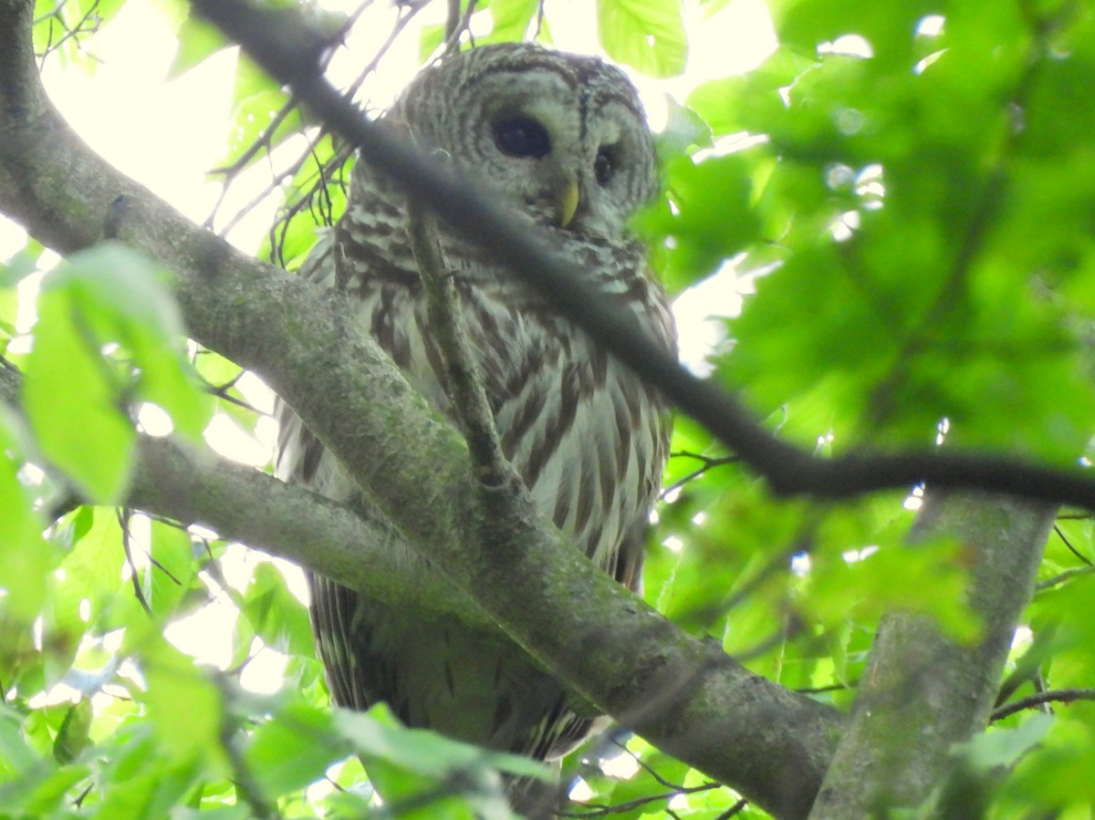Barred Owl - ML636194998