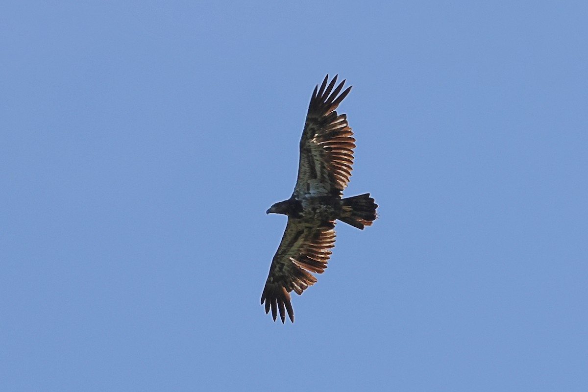 Weißkopf-Seeadler - ML636195045