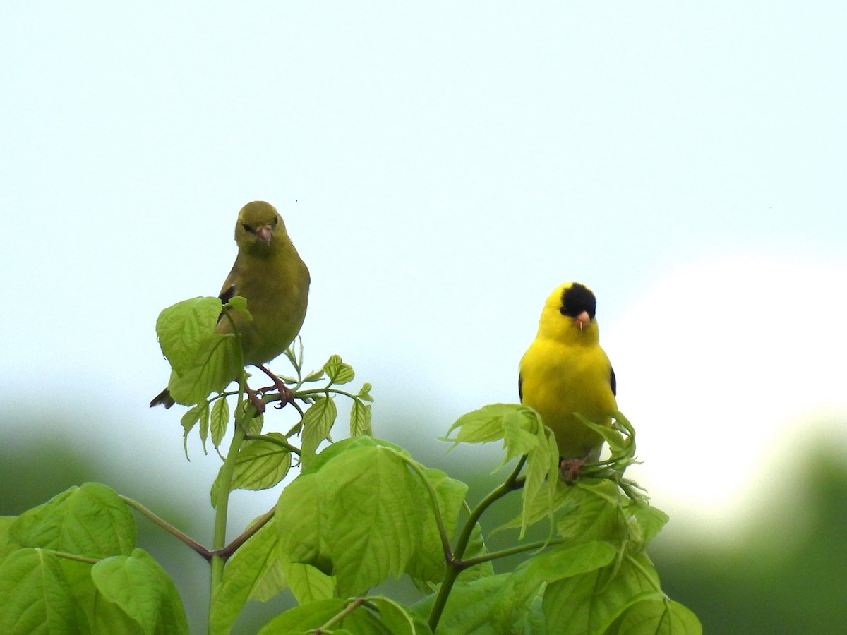 čížek žlutý - ML636195091