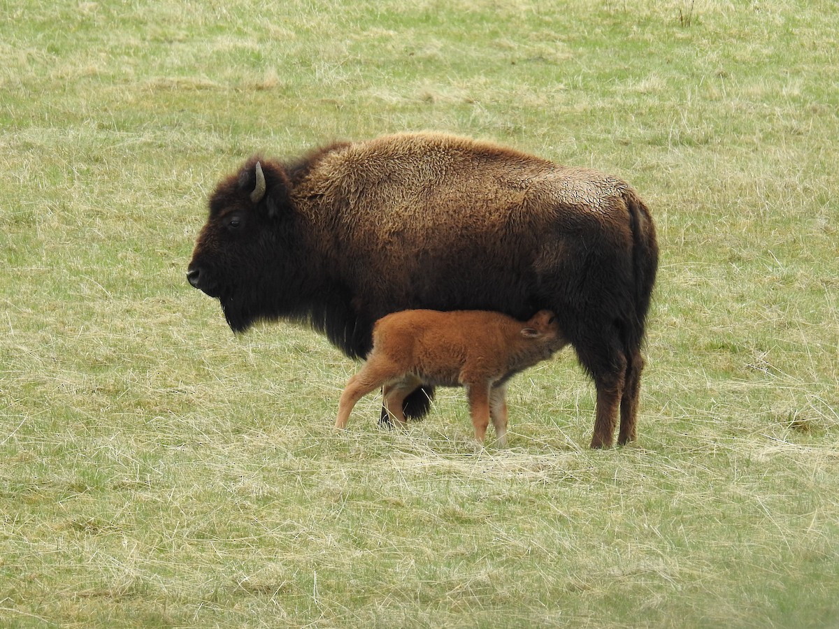 American Bison - ML636195112