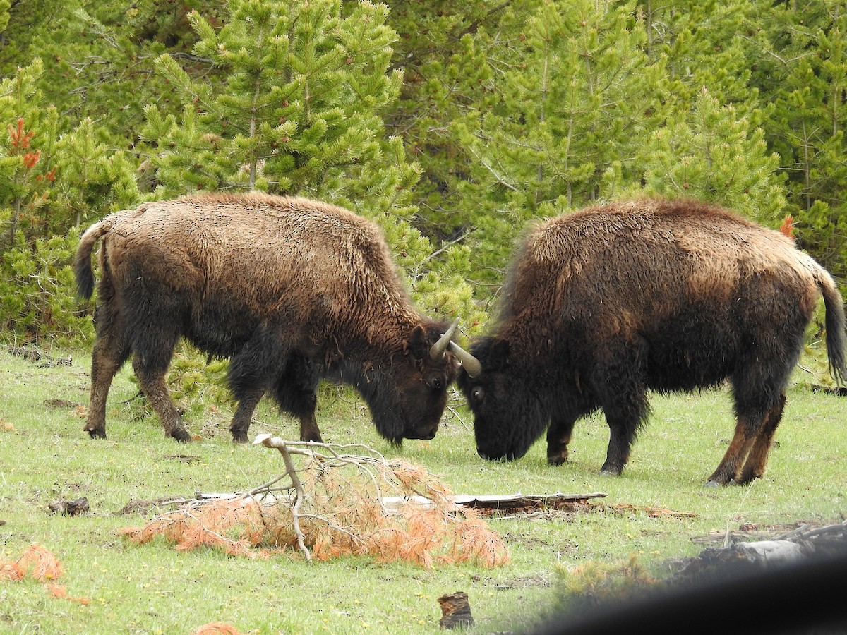 American Bison - ML636195117