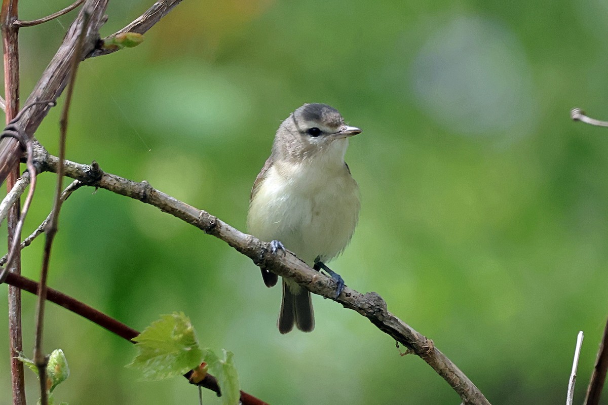 Sängervireo - ML636195142