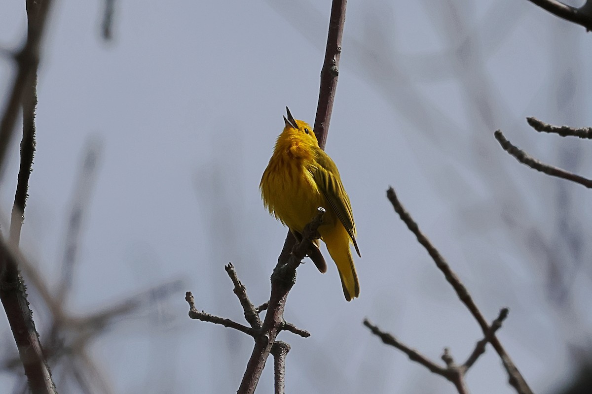 Goldwaldsänger - ML636195189