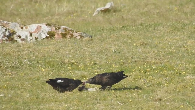 Great Skua - ML636195258