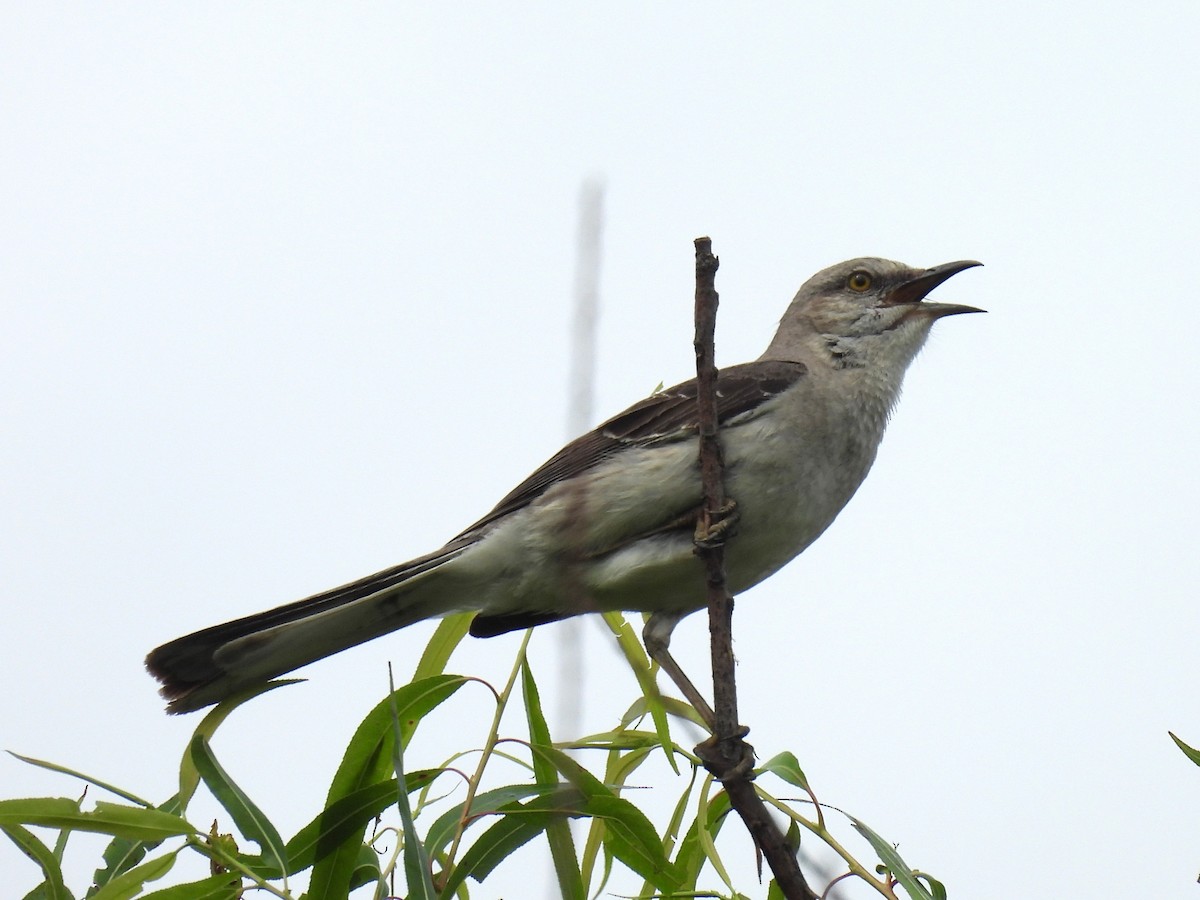 drozdec mnohohlasý - ML636195297