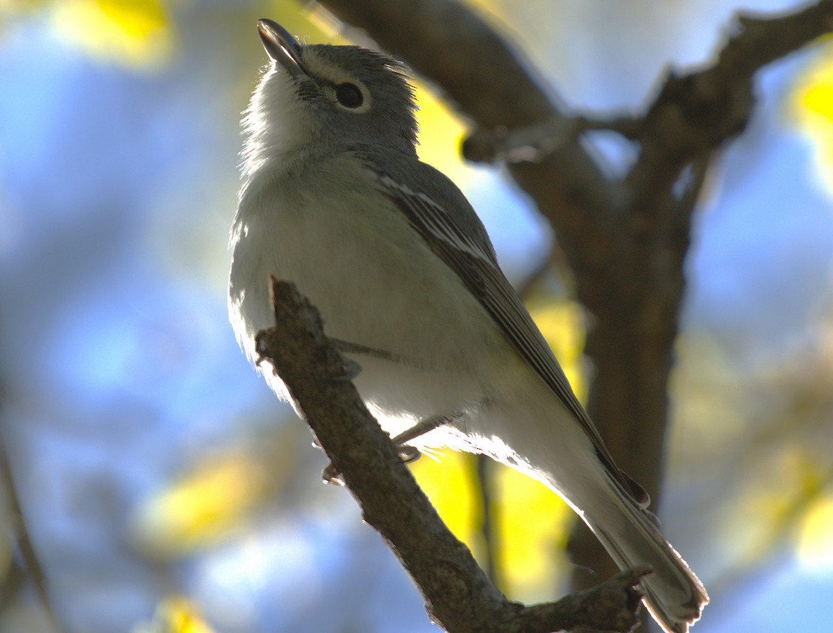 Plumbeous Vireo - ML636195298