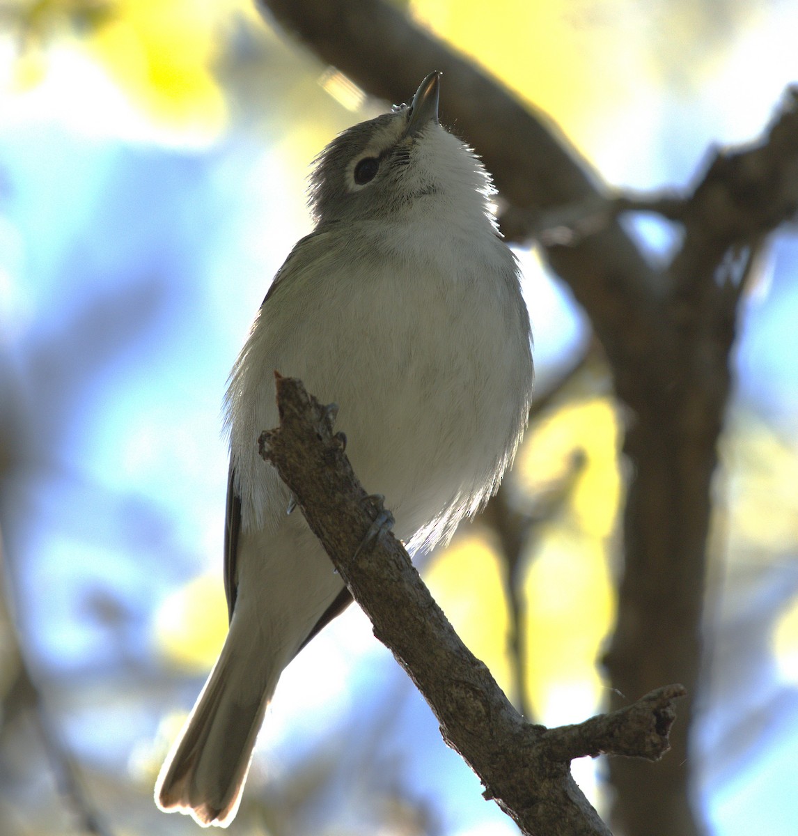 Plumbeous Vireo - ML636195314