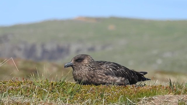 Great Skua - ML636195339