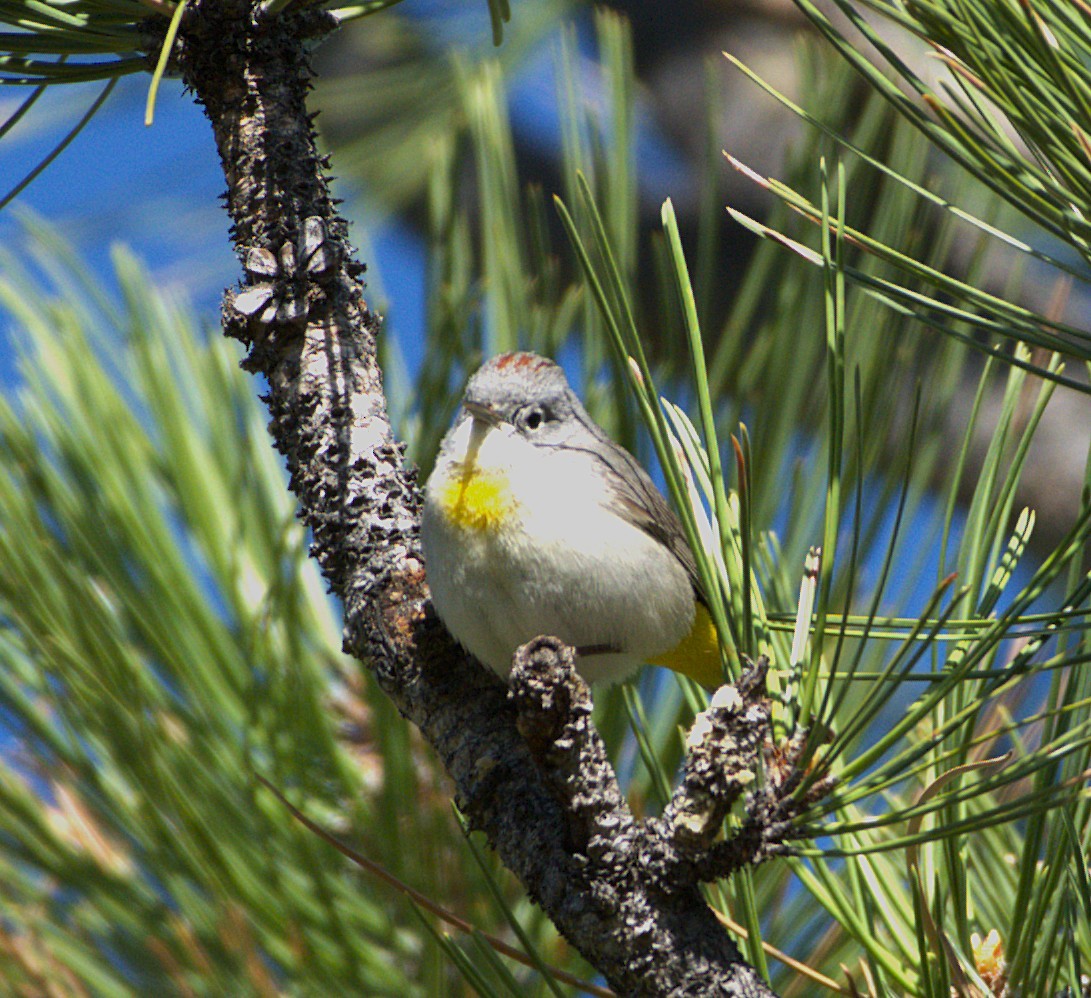 Virginia's Warbler - ML636195363