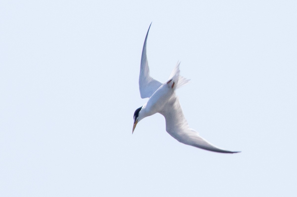 Least Tern - Garrett Lau