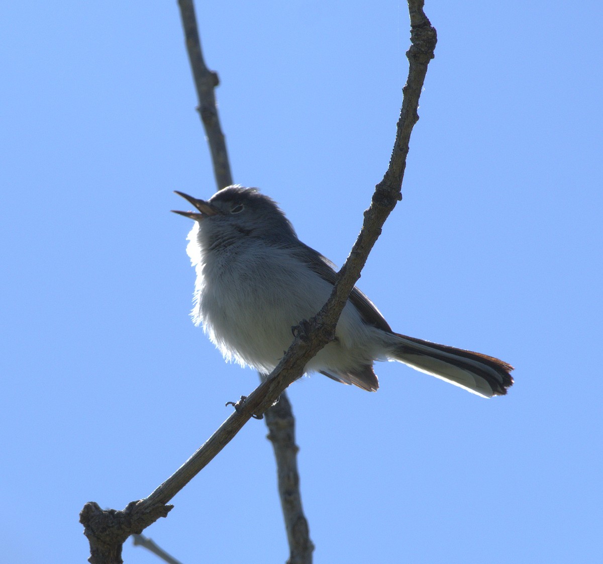 Blue-gray Gnatcatcher - ML636195455