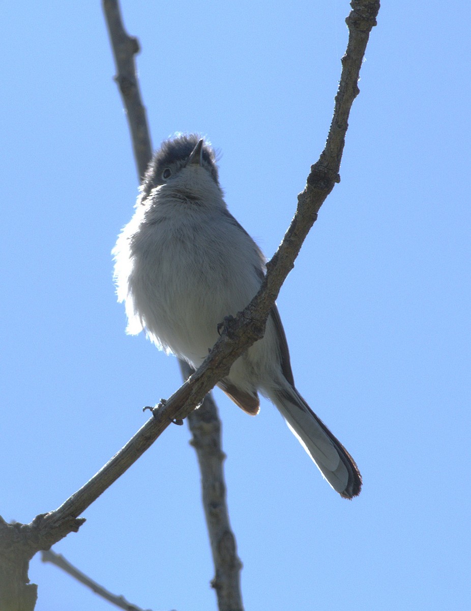 Blue-gray Gnatcatcher - ML636195464