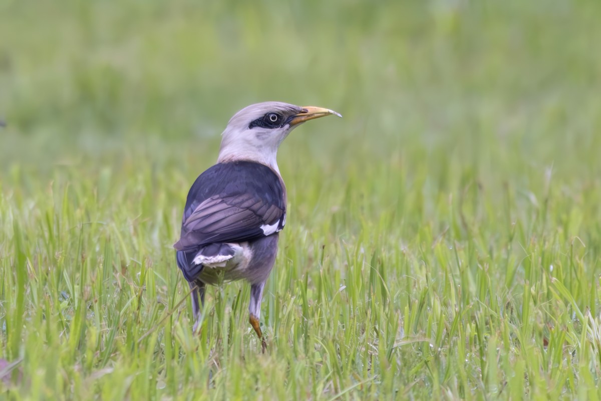 Vinous-breasted Myna - ML636195486