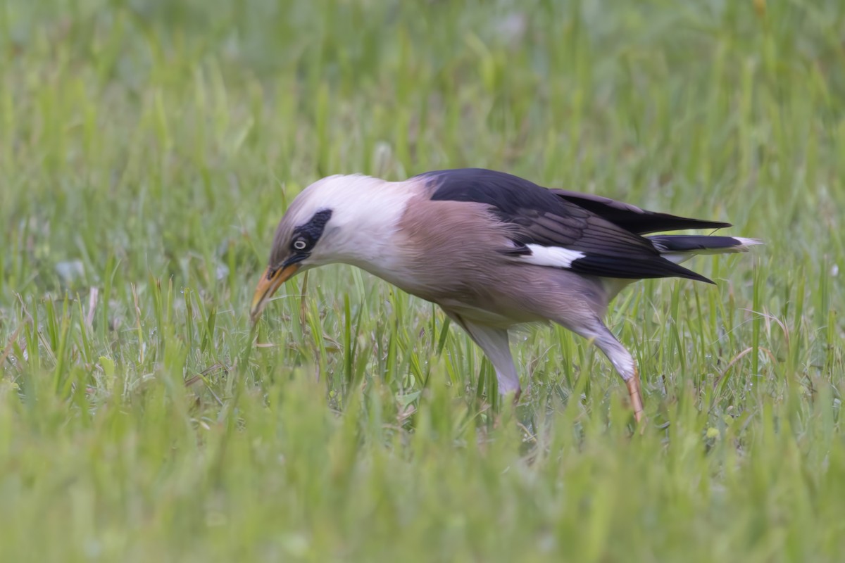 Vinous-breasted Myna - ML636195487