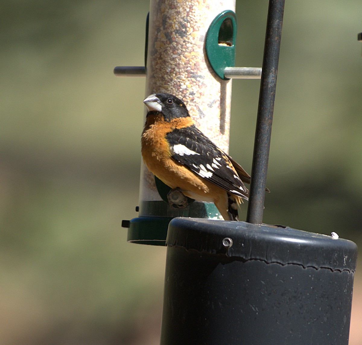Black-headed Grosbeak - ML636195514