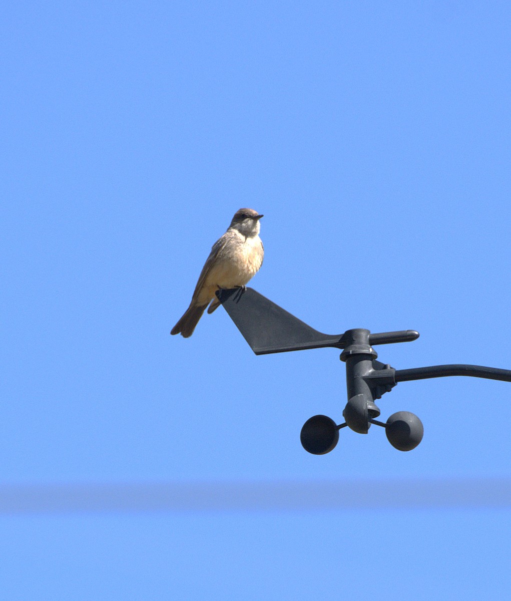 Say's Phoebe - ML636195571