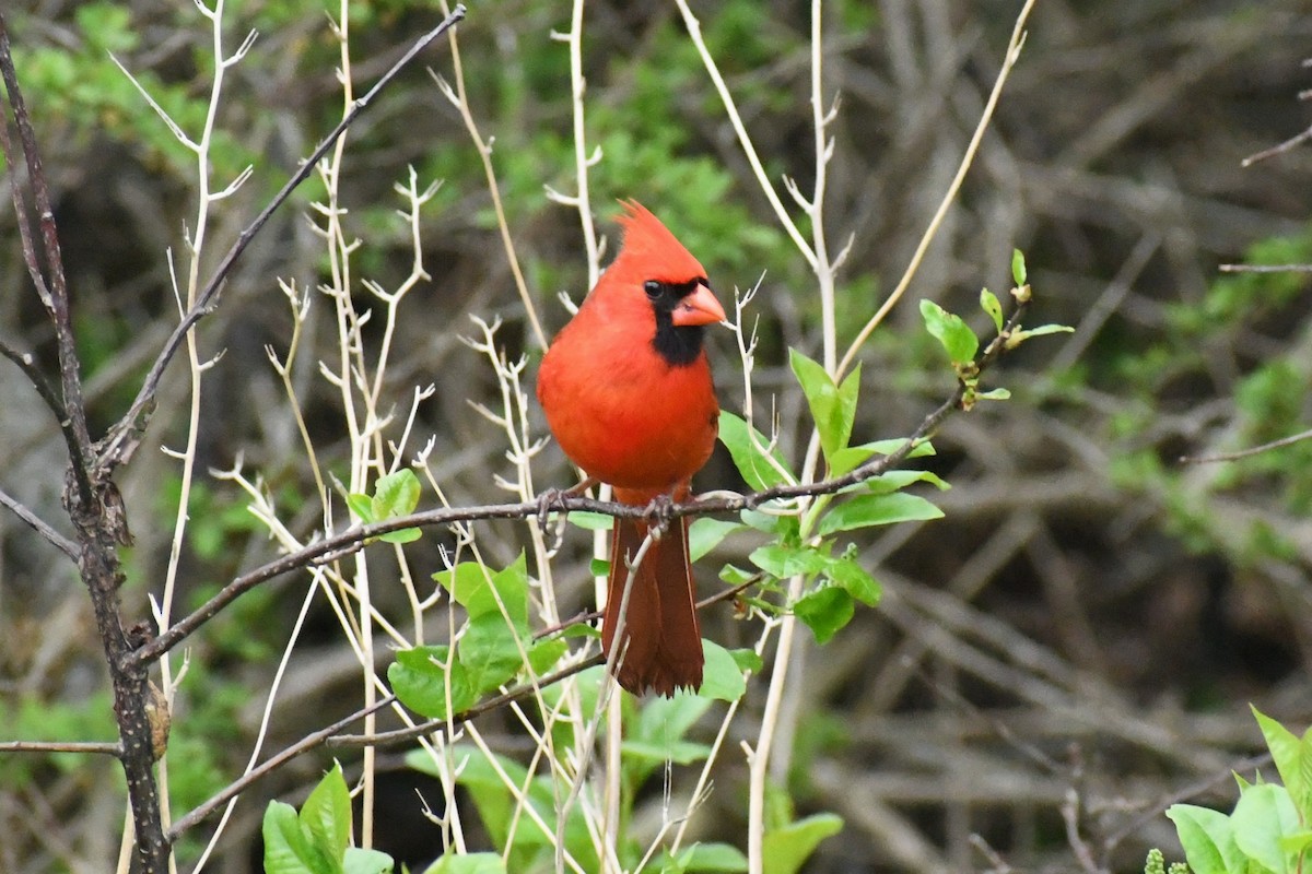 Northern Cardinal - ML636195835