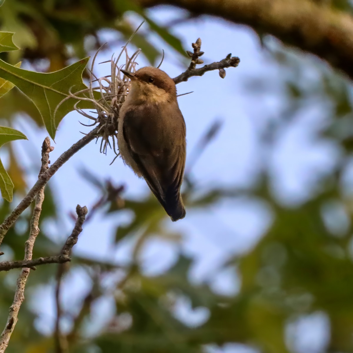 Brown-headed Nuthatch - ML636195858