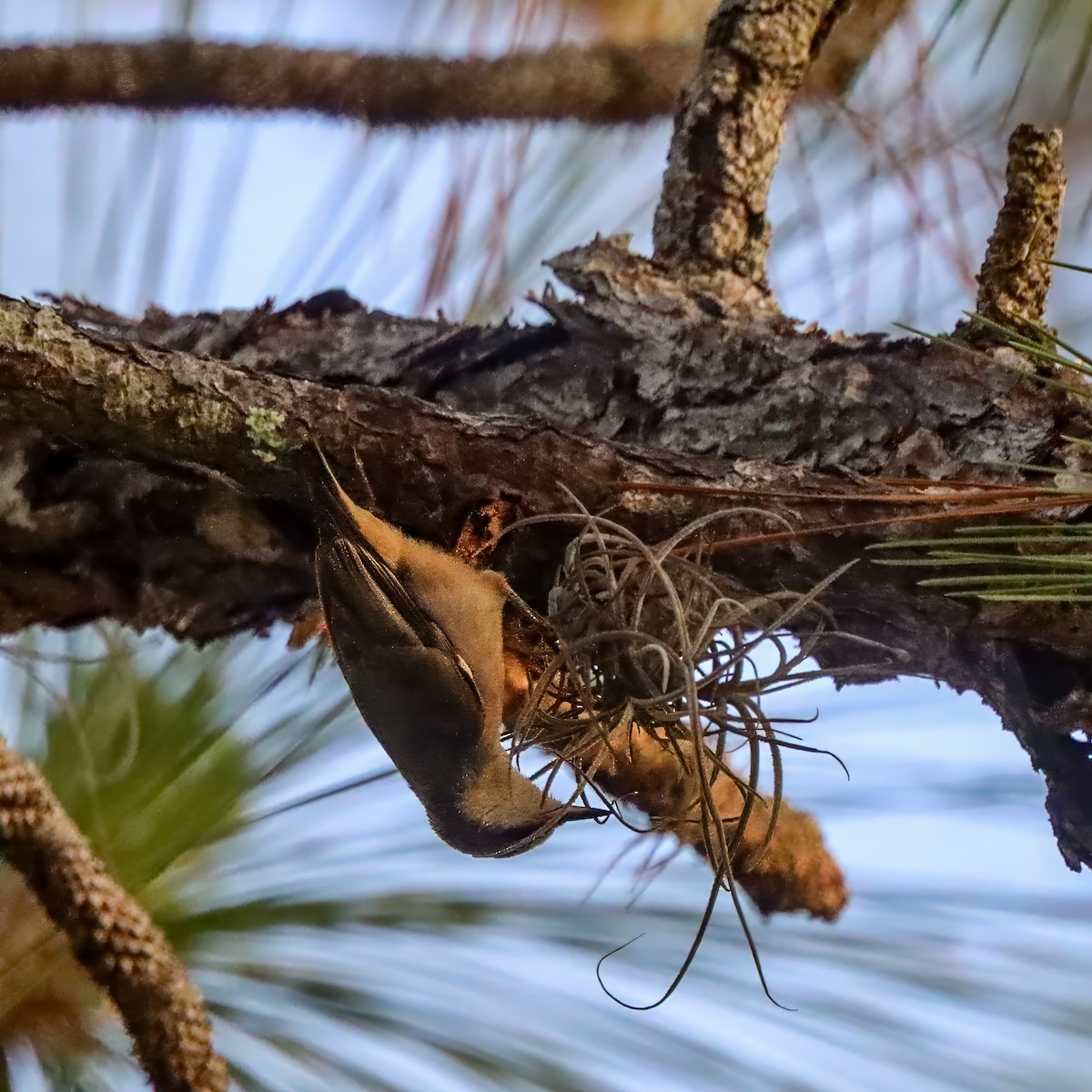 Brown-headed Nuthatch - ML636195860