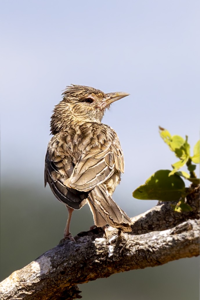 Red-winged Lark - ML636195951