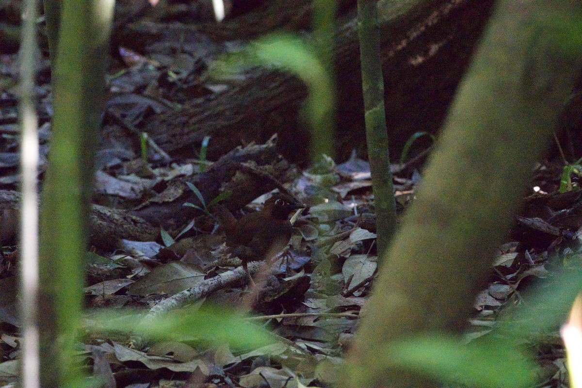Mayan Antthrush - ML636195984