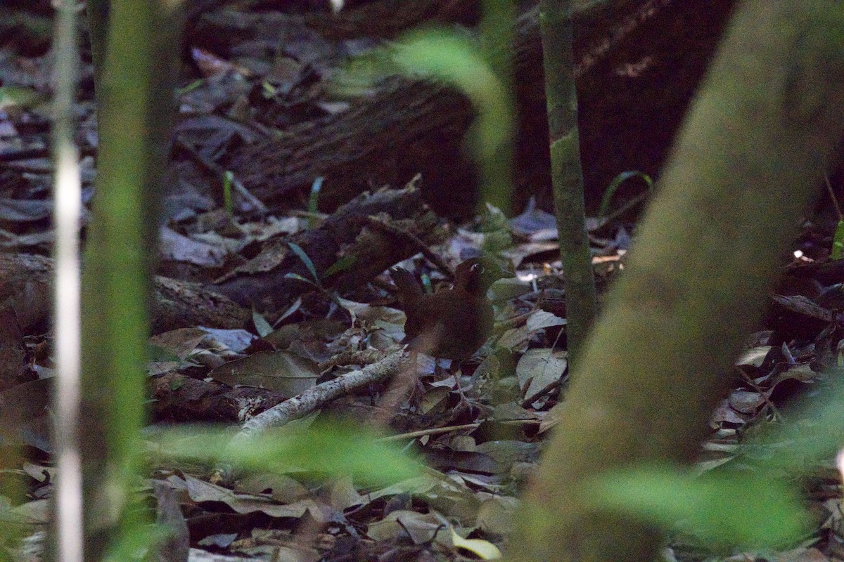 Mayan Antthrush - ML636195985