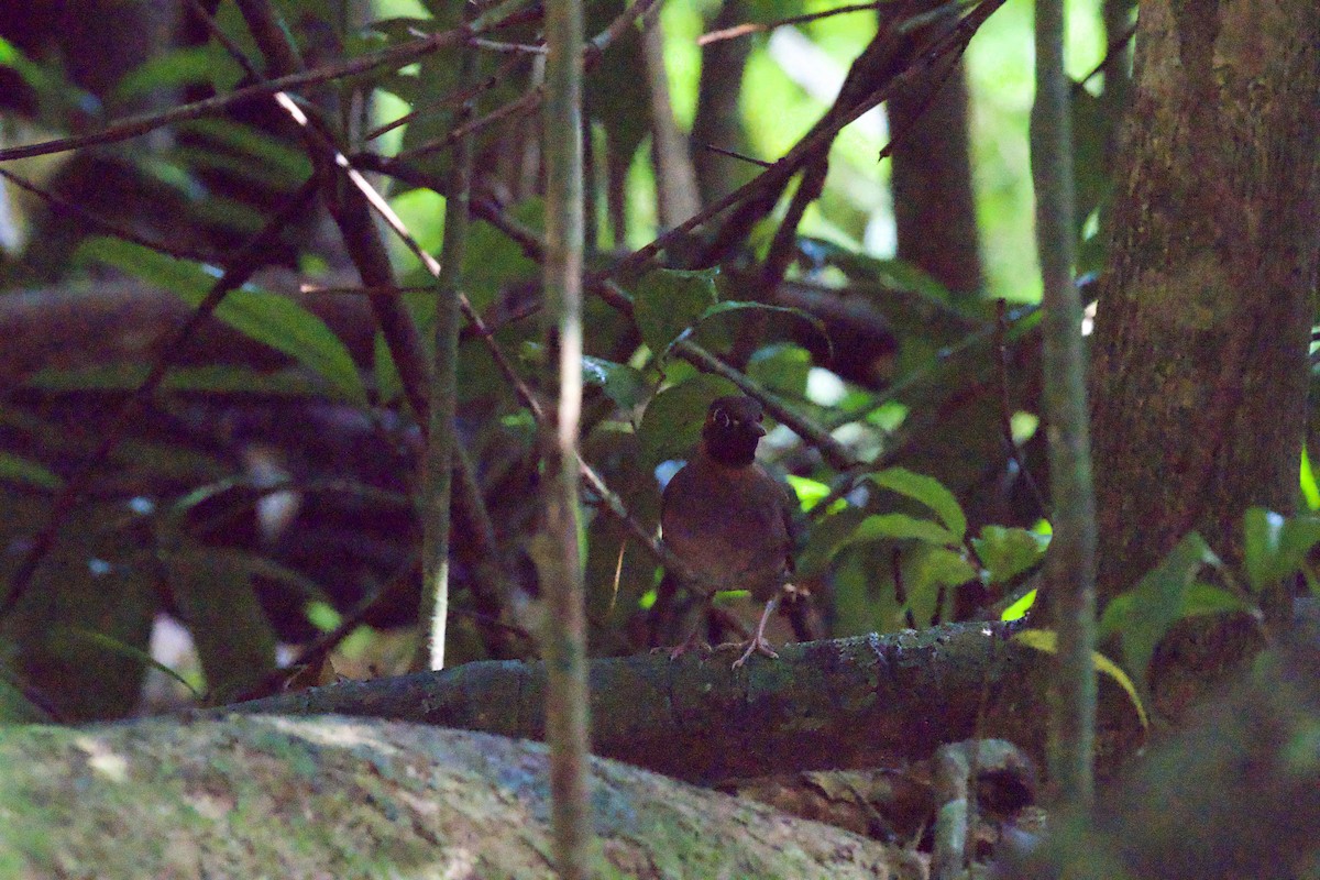 Mayan Antthrush - ML636195986