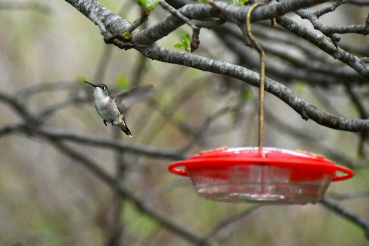 Ruby-throated Hummingbird - ML636196101