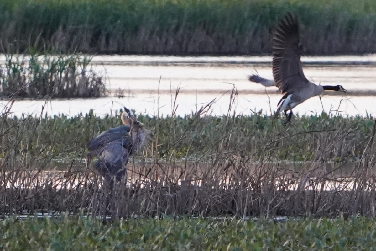 Great Blue Heron - ML636196102