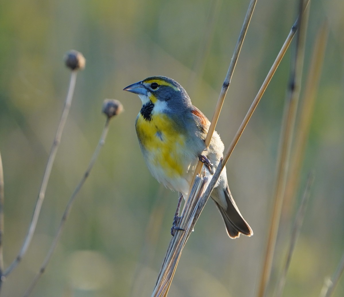 Dickcissel - ML636196228
