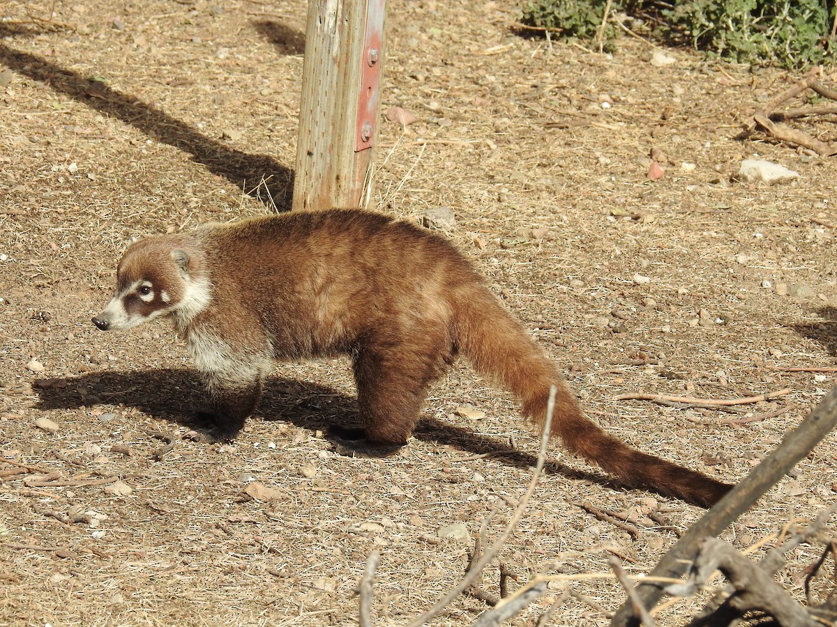 White-nosed Coati - ML636196233