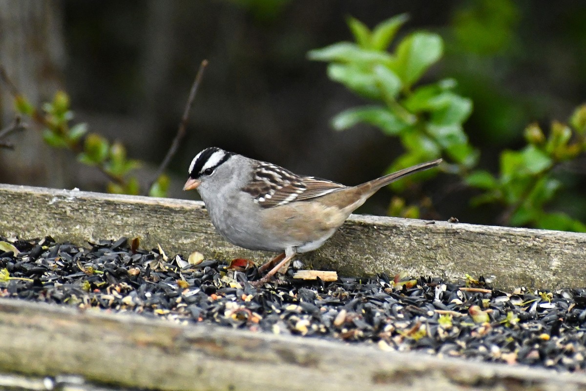 White-crowned Sparrow - ML636196258