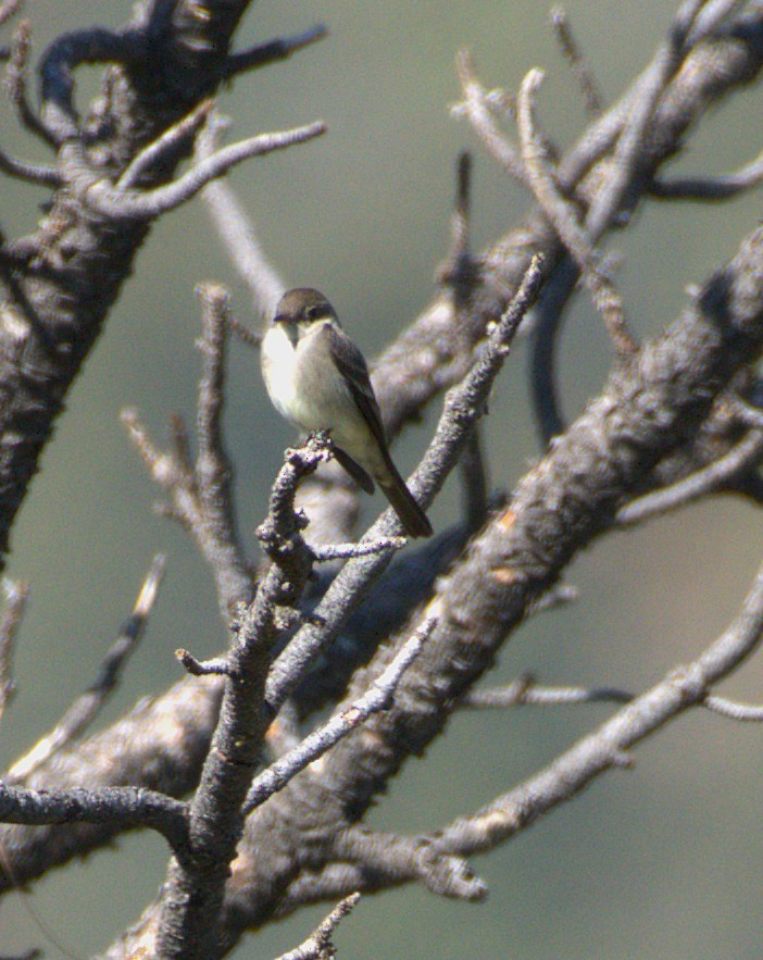 Western Wood-Pewee - ML636196329