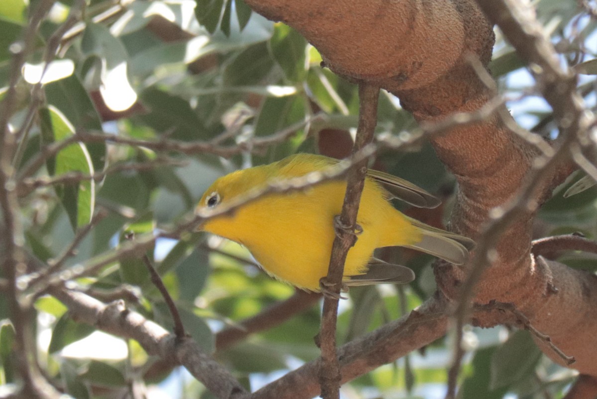 Southern Yellow White-eye - ML636196372