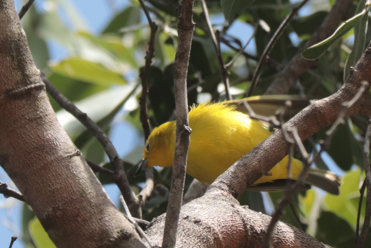 Southern Yellow White-eye - ML636196373