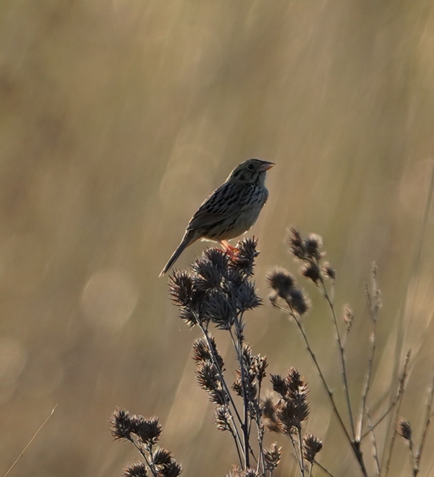 Henslow's Sparrow - ML636196381
