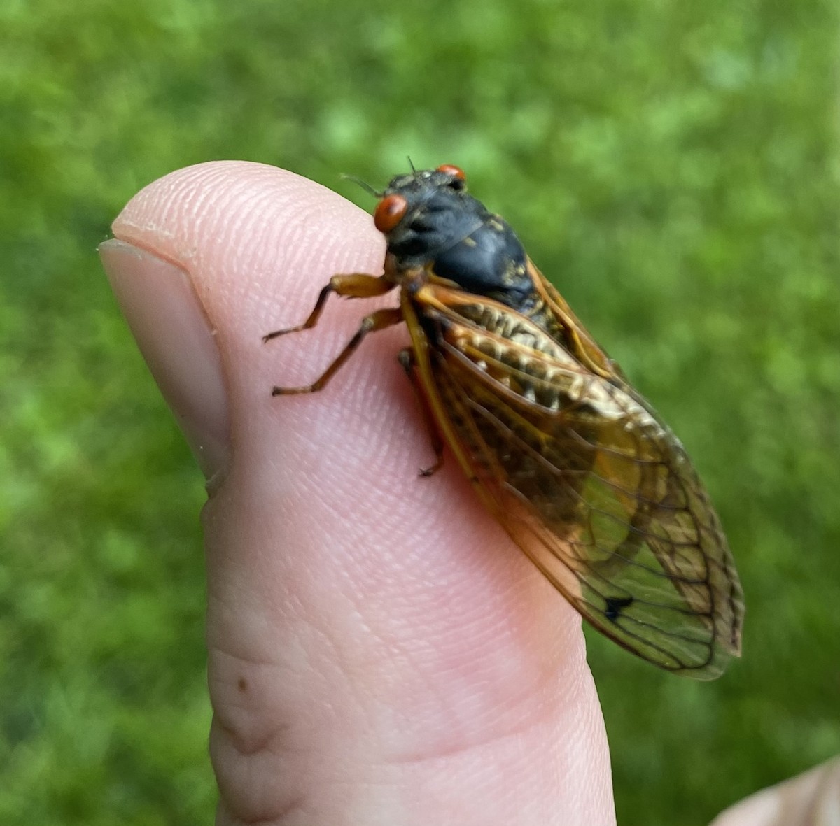 Pharaoh Cicada - ML636196395