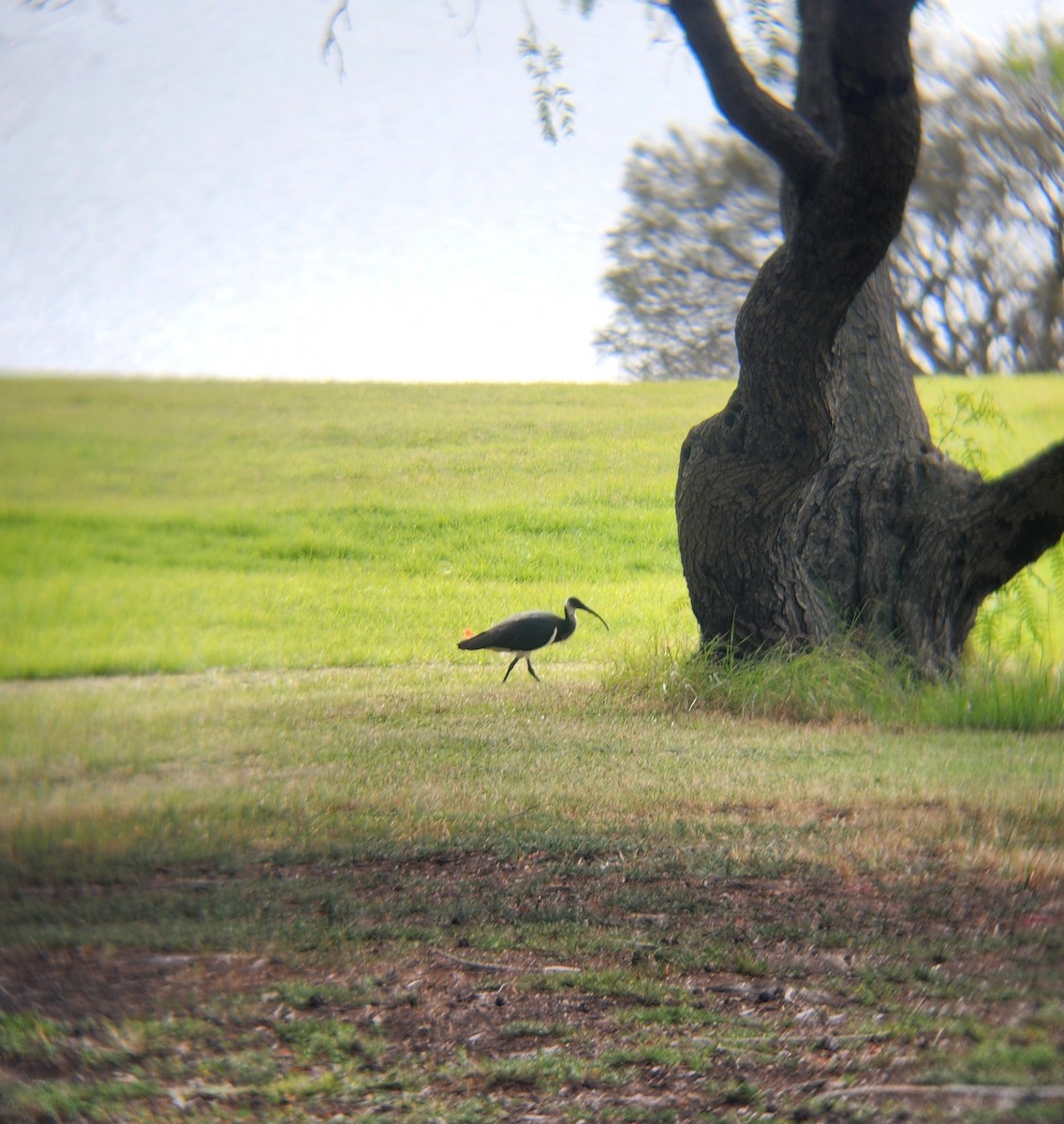 Straw-necked Ibis - ML636196396