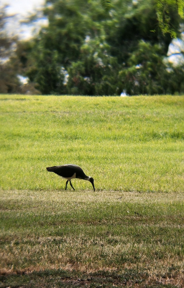 Straw-necked Ibis - ML636196397