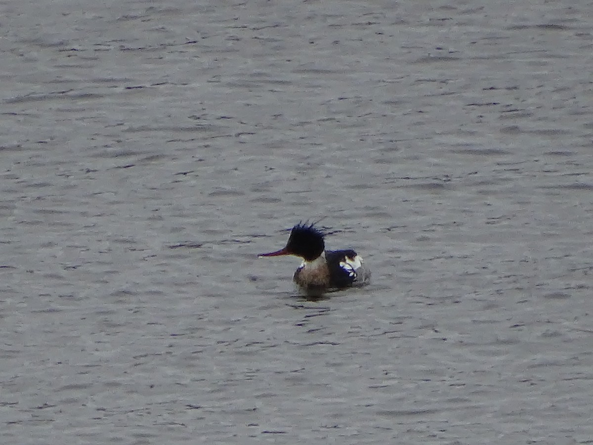 Red-breasted Merganser - ML636196400