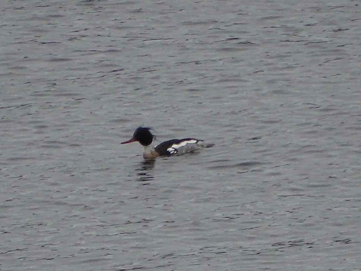 Red-breasted Merganser - ML636196404