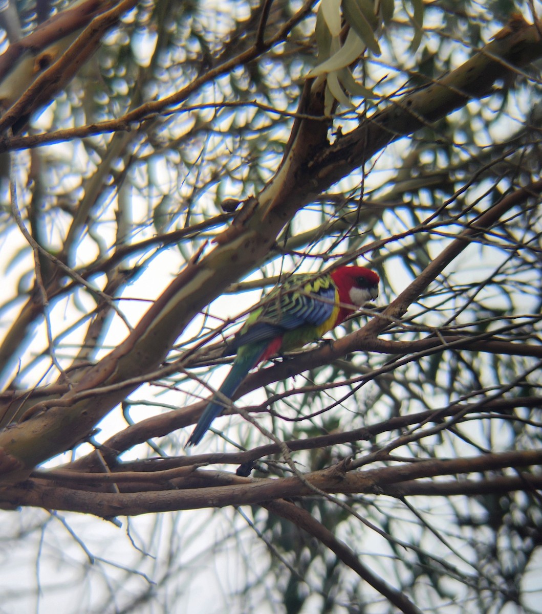 Rosella orientale - ML636196425
