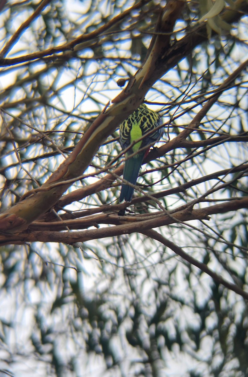 Rosella orientale - ML636196426