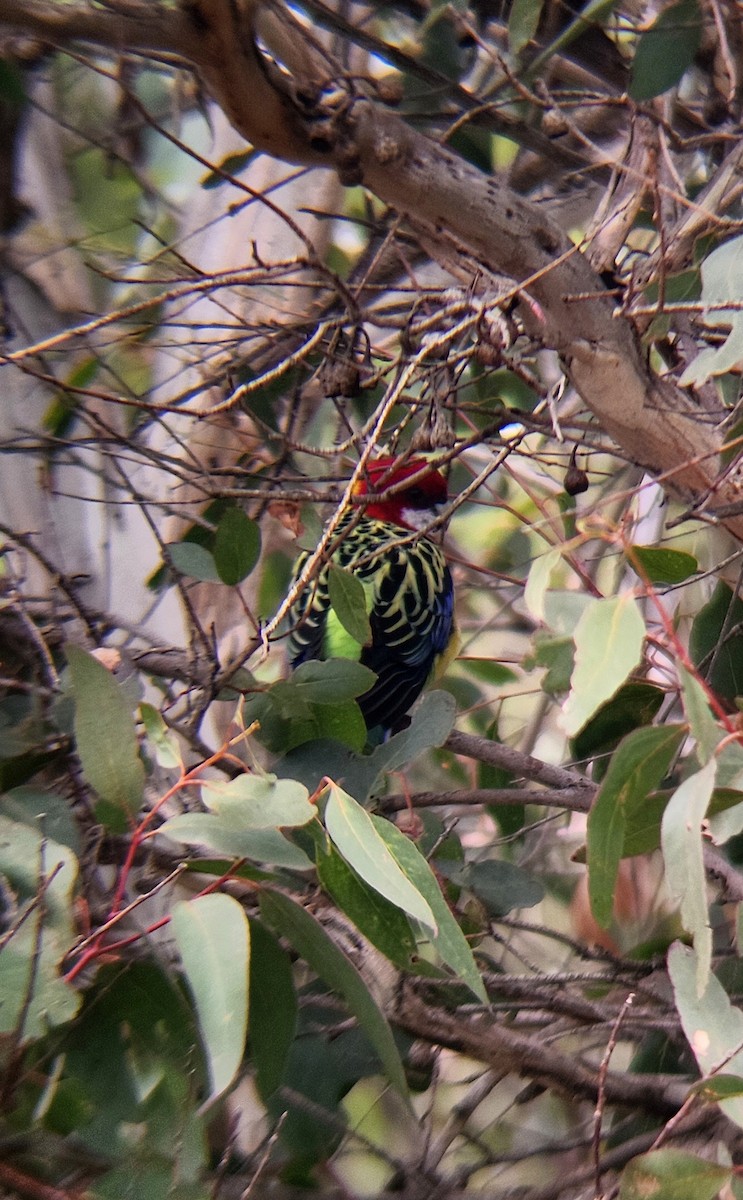 Rosella orientale - ML636196427