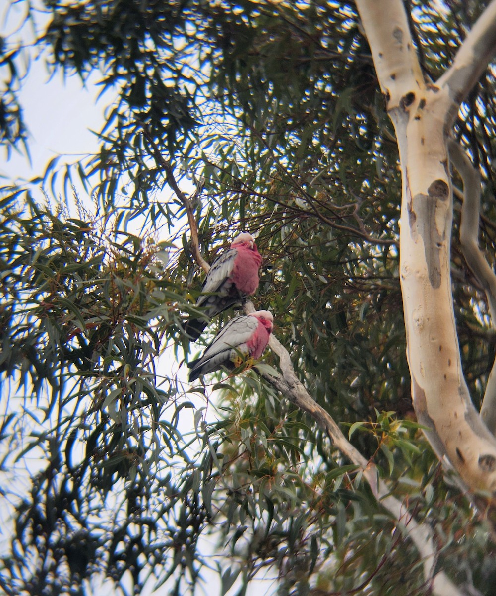 Galah - ML636196454
