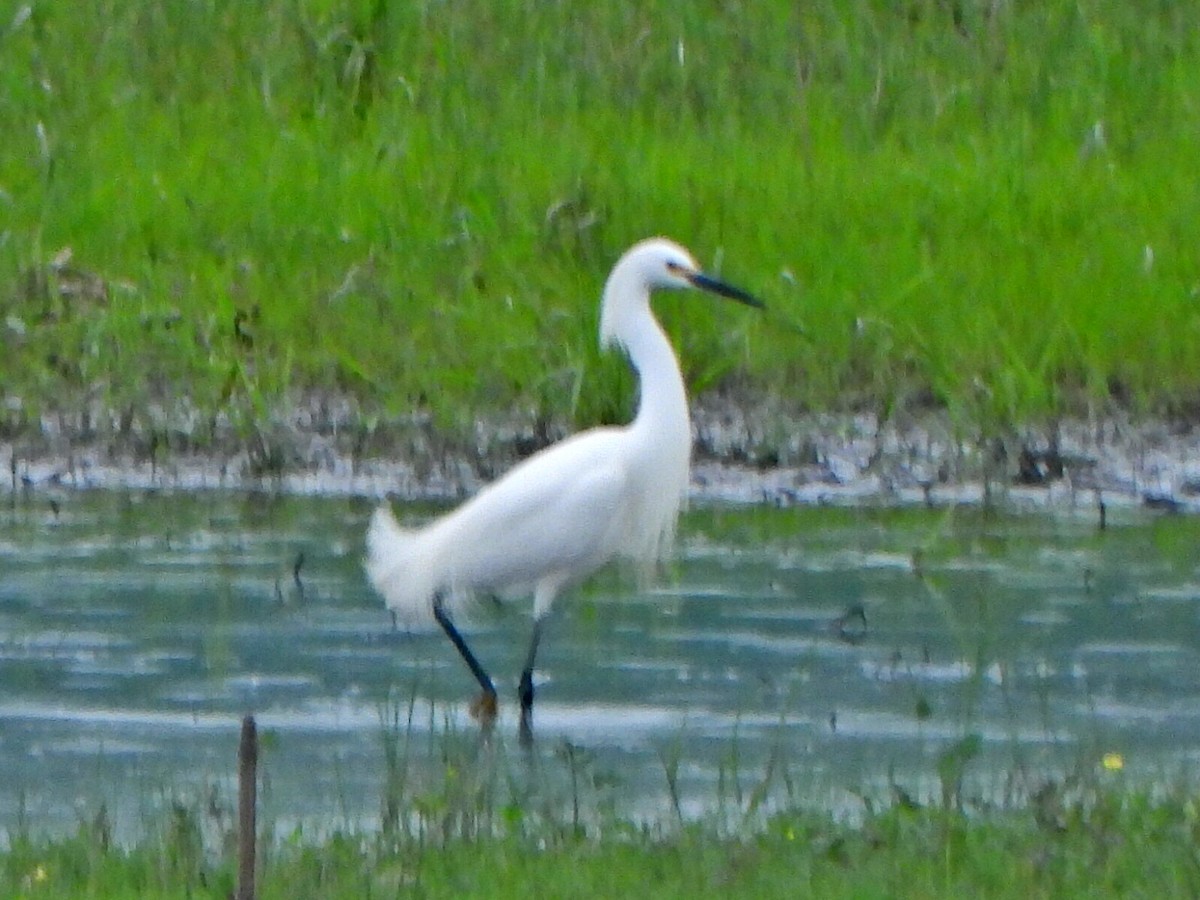 Snowy Egret - ML636196472
